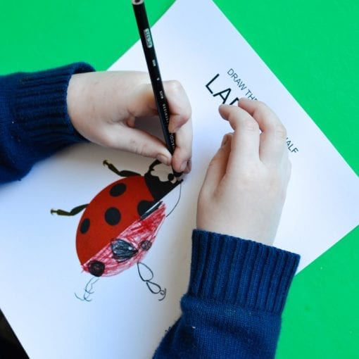 Draw the Missing Half: Insects