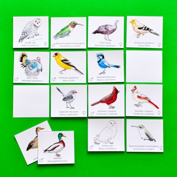 Bird Pairs: Printable Memory Match Game for Kids