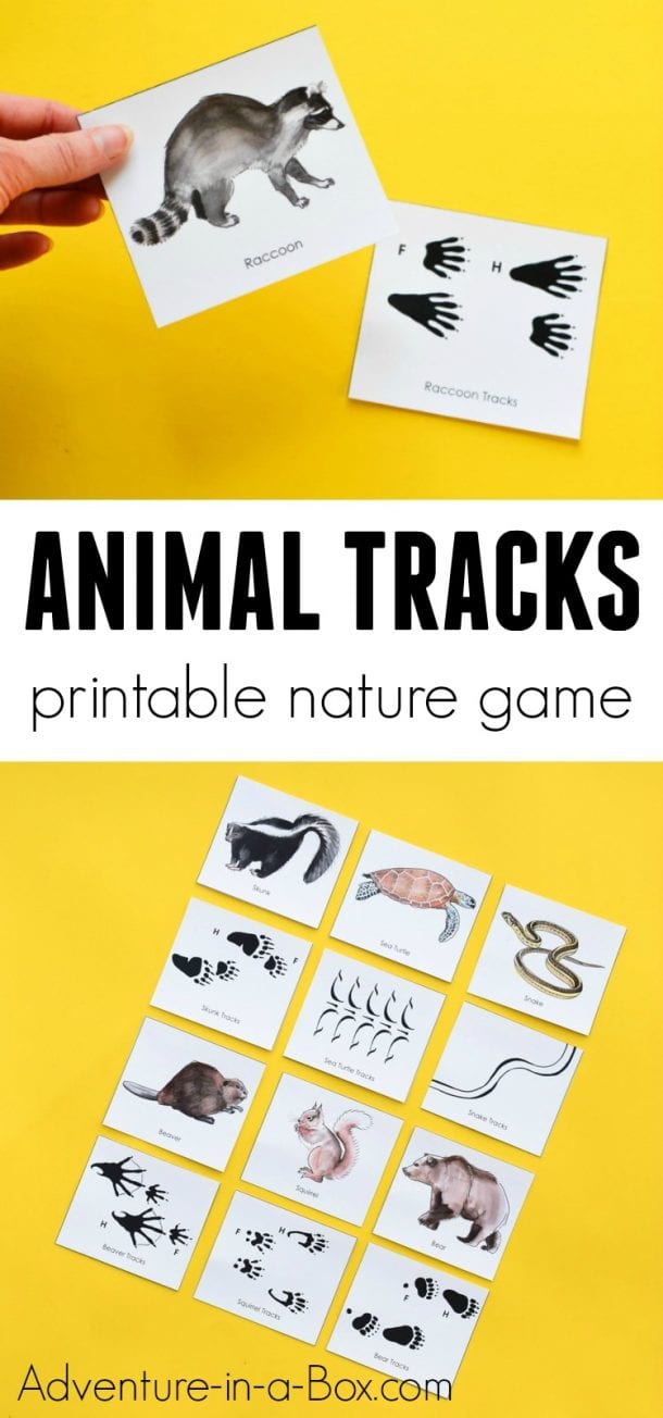 Animal Tracks Activities For Kids