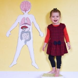 Free Printable Life-Size Organs for Studying Human Body Anatomy with
