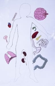 Free Printable Life-Size Organs for Studying Human Body Anatomy with