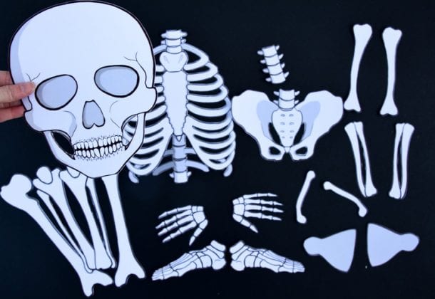 Anatomy for Kids: Main Bundle | Adventure in a Box
