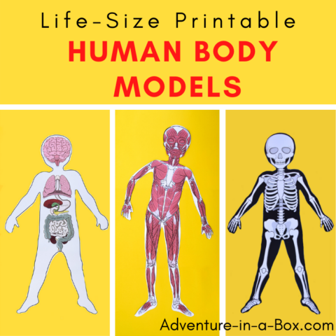 Life-Size Anatomy Paper Models with Printable Organs | Adventure in a Box