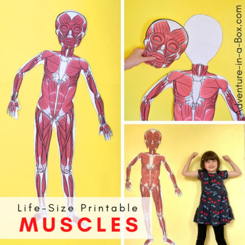 Free Printable Life-Size Organs for Studying Human Body Anatomy with