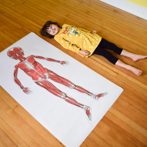 Life-Size Printable Muscular System | Adventure in a Box