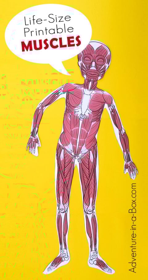 Life-Size Printable Muscular System for Kids | Adventure in a Box
