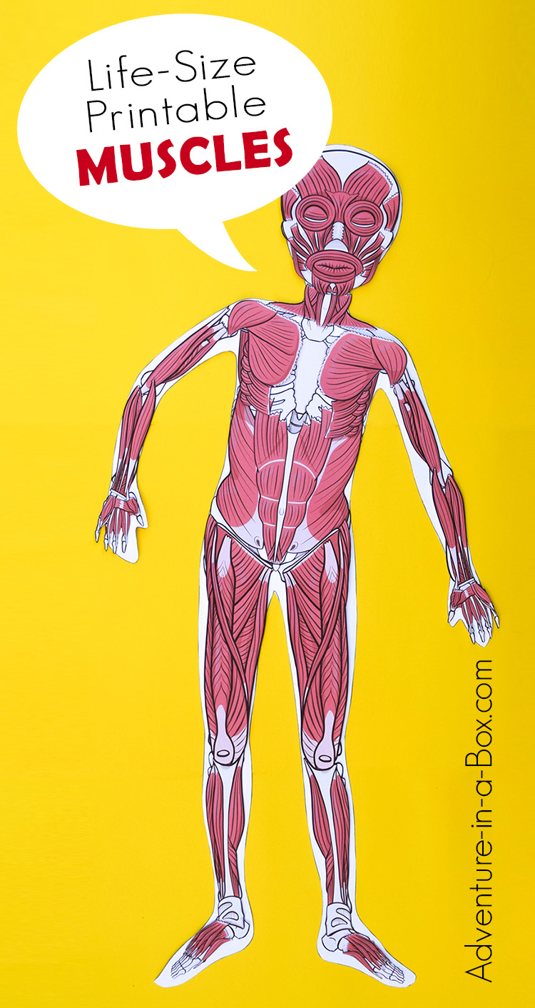 Life-Size Printable Muscular System | Adventure in a Box