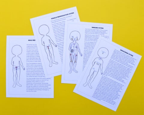 Anatomy for Kids: Advanced Systems Unit Study | Adventure in a Box