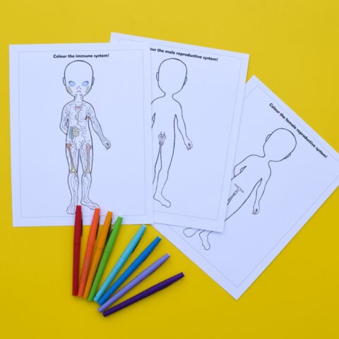 Anatomy for Kids: Advanced Systems Unit Study | Adventure in a Box